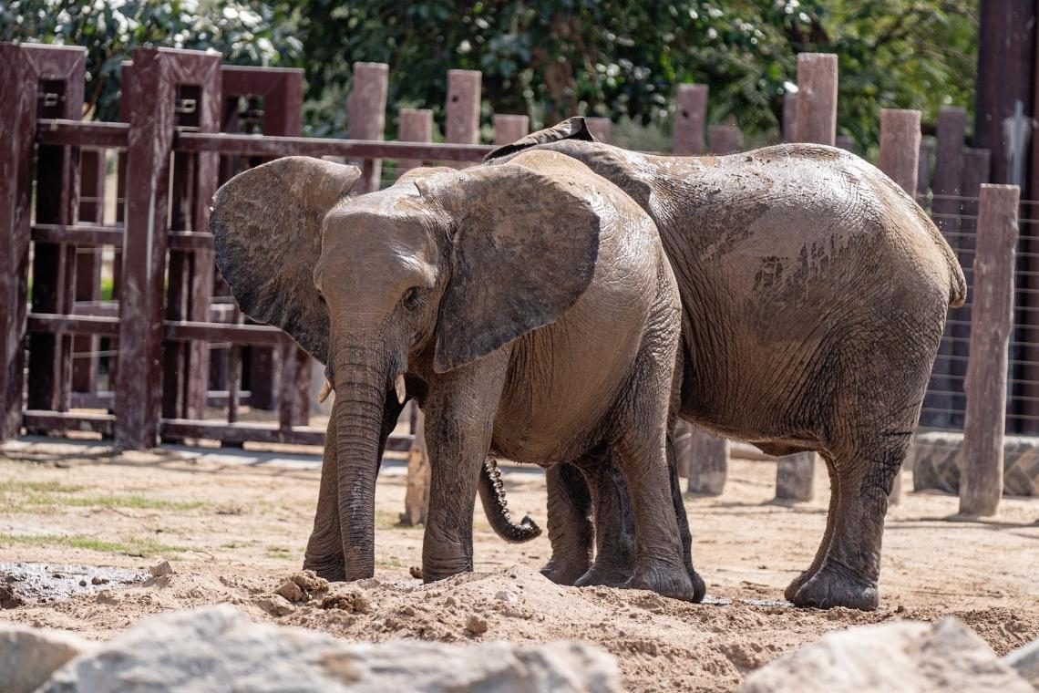 Ob svetovnem dnevu slonov v ZOO Ljubljana brezplačne delavnice