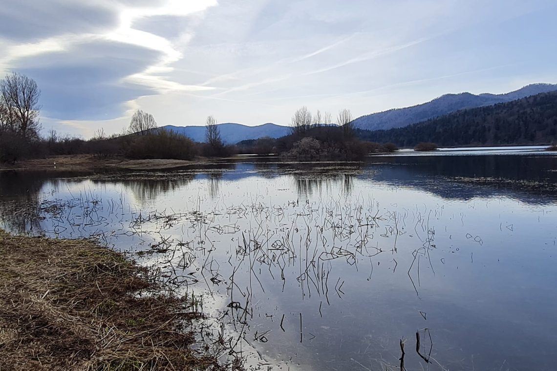 V akciji na Cerkniškem jezeru pomagali že skoraj 6000 žabam