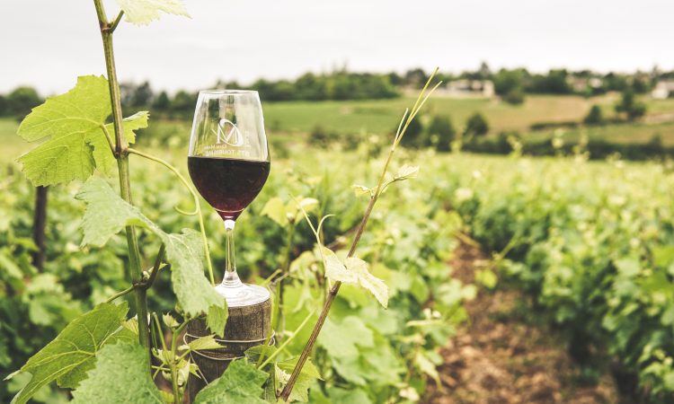 Na vinogradniško-vinarskem kongresu na Ptuju o prihodnosti panoge