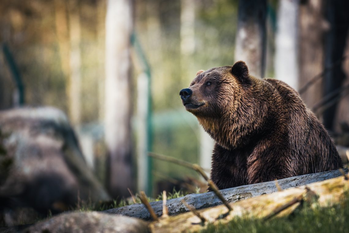 Italija bo Slovenijo zaprosila za sprejem nekaj medvedov s Trentinskega