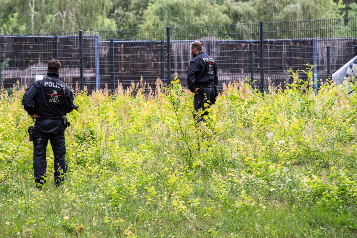 Pobegla levinja v Berlinu verjetno le divji prašič