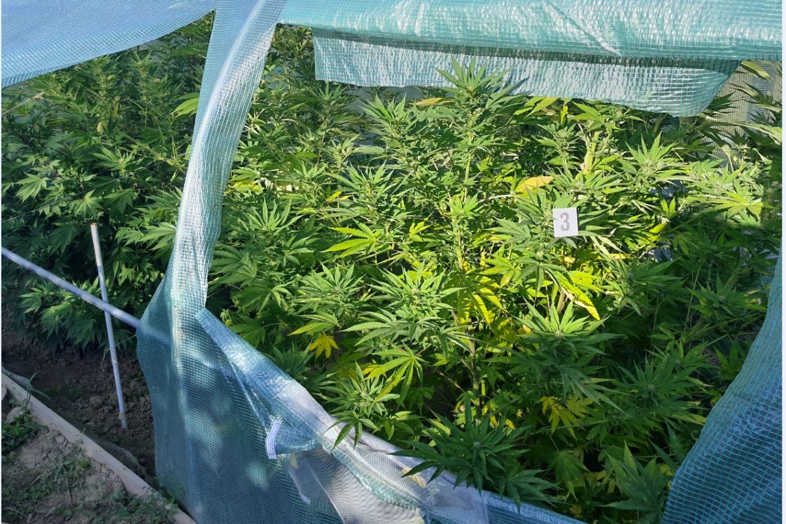 Šentiljski policisti pri paru v Cirknici našli deset kilogramov konoplje