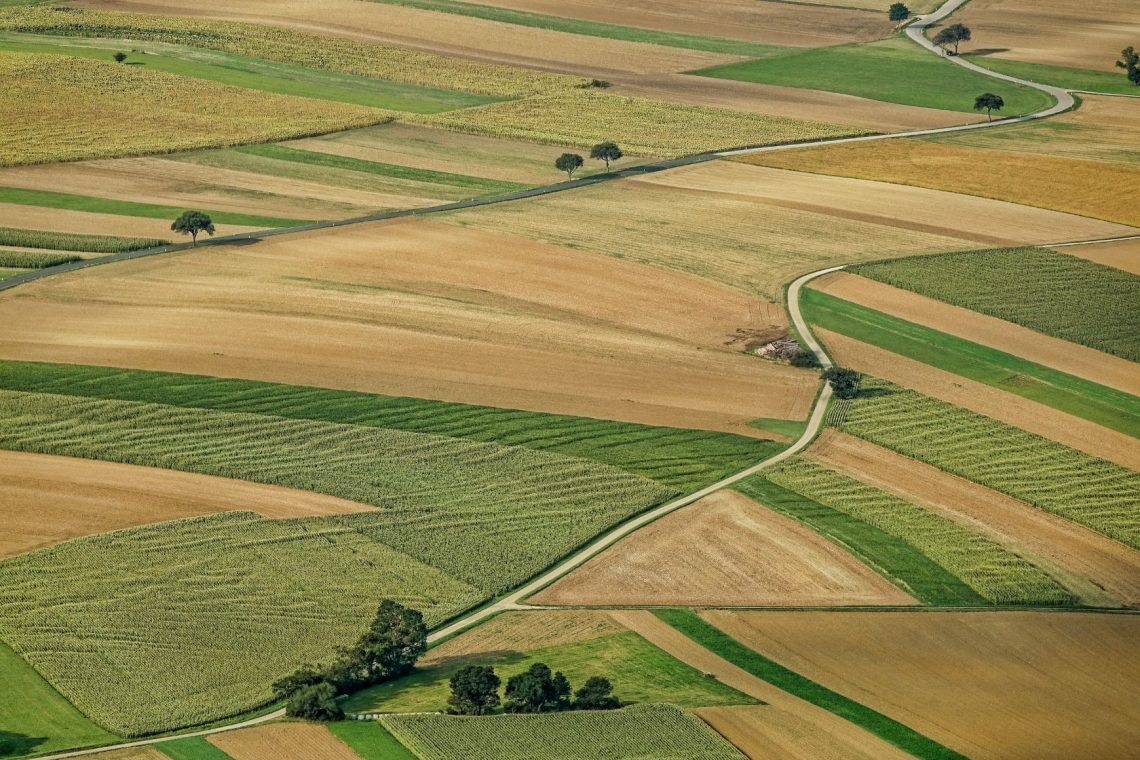 Letos posejanih za dva odstotka manj njiv kot lani