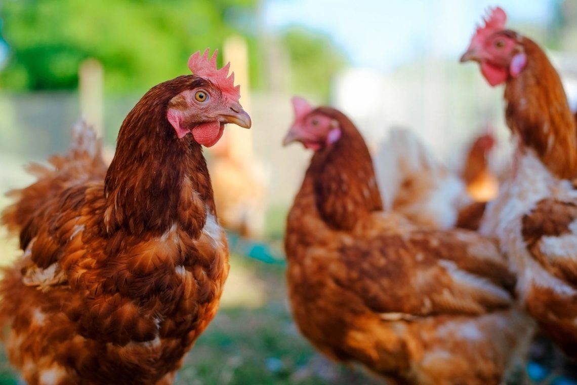Atipična kokošja kuga potrjena v Prekmurju
