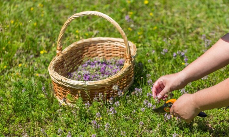 Olje divjega origana lajša različne zdravstvene težave
