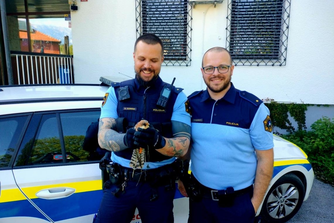 Radovljiški policisti rešili ranjeno ptico ob cesti