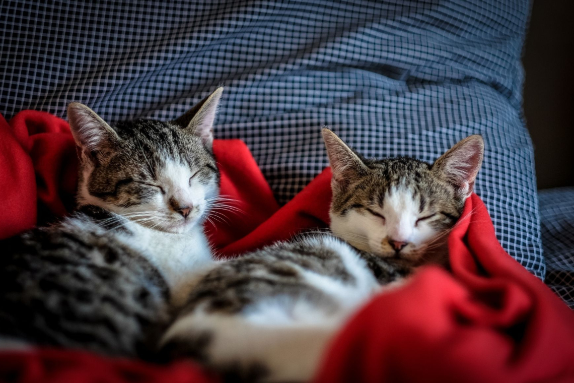 Mačke pomagajo blažiti osamljenost in stres pri ljudeh